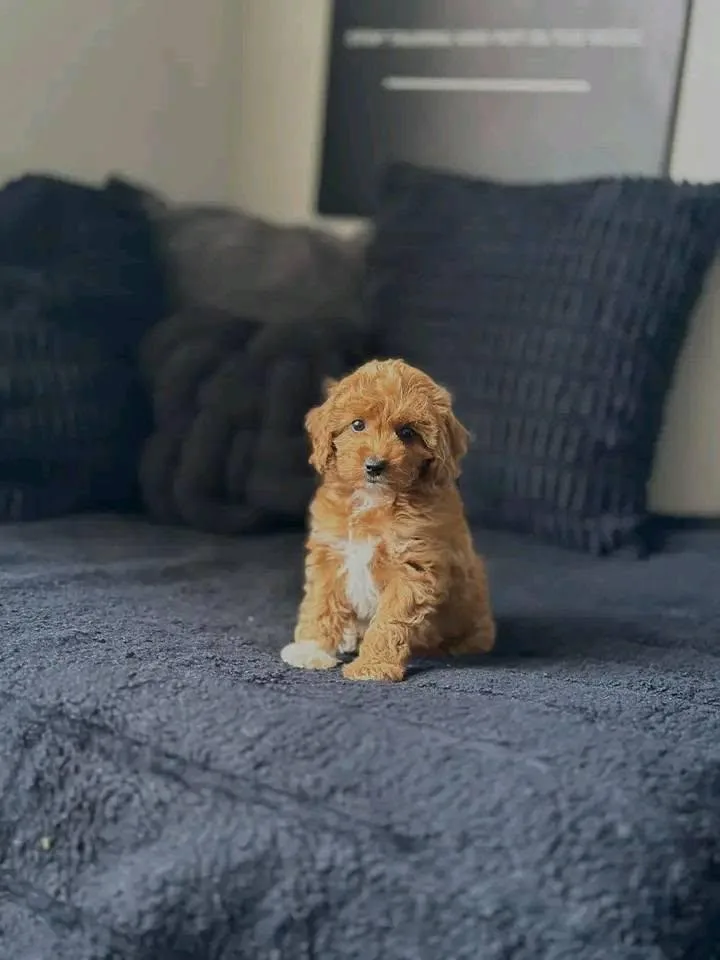 Lucy thumbnail 2