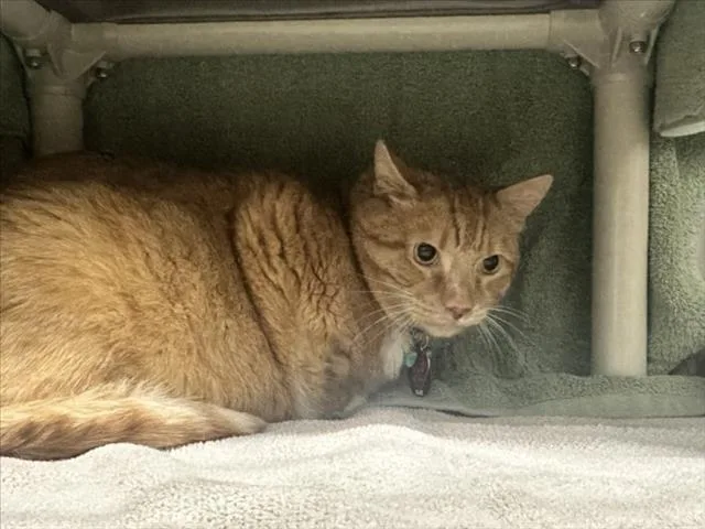 An adult medium-sized male Domestic Short Hair cat named Tickles for adoption in Derwood, MD