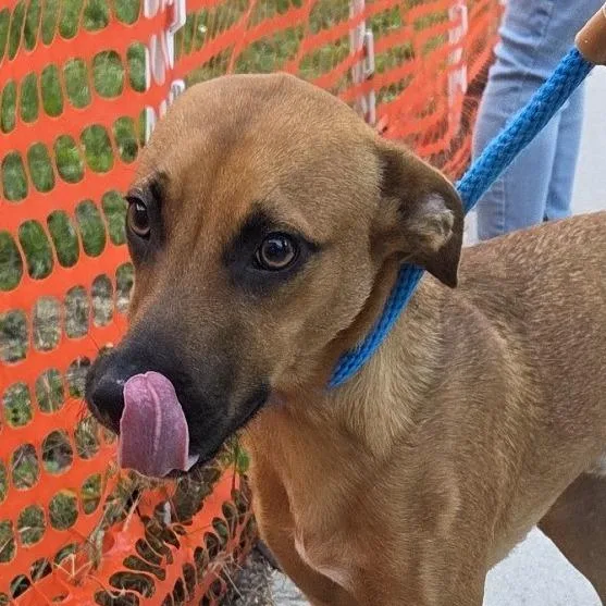 A young medium-sized male Mixed Breed dog named Robin for adoption in Voorhees, NJ