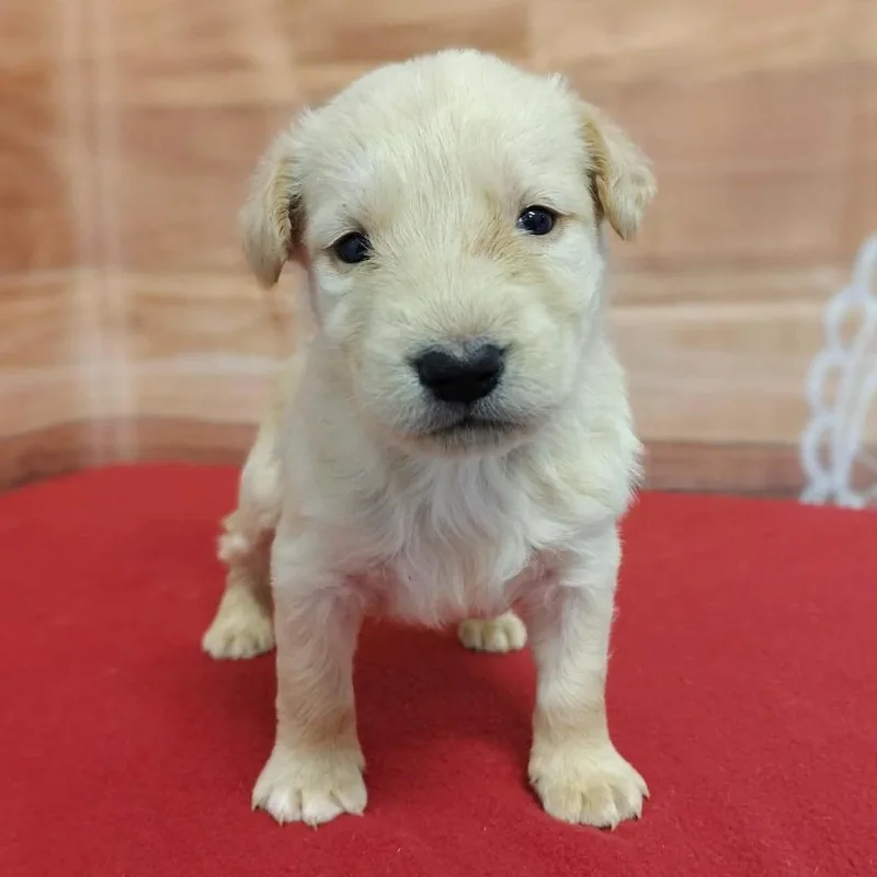 A baby medium-sized male White / Cream Labrador Retriever dog named Hayes for adoption in Griswold, CT