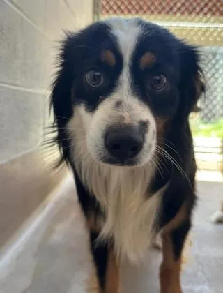 A young medium-sized male Australian Shepherd dog named Hairy Truman for adoption in Arlington, TX