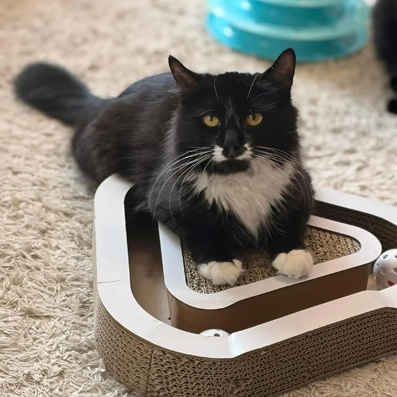 Seraphina
