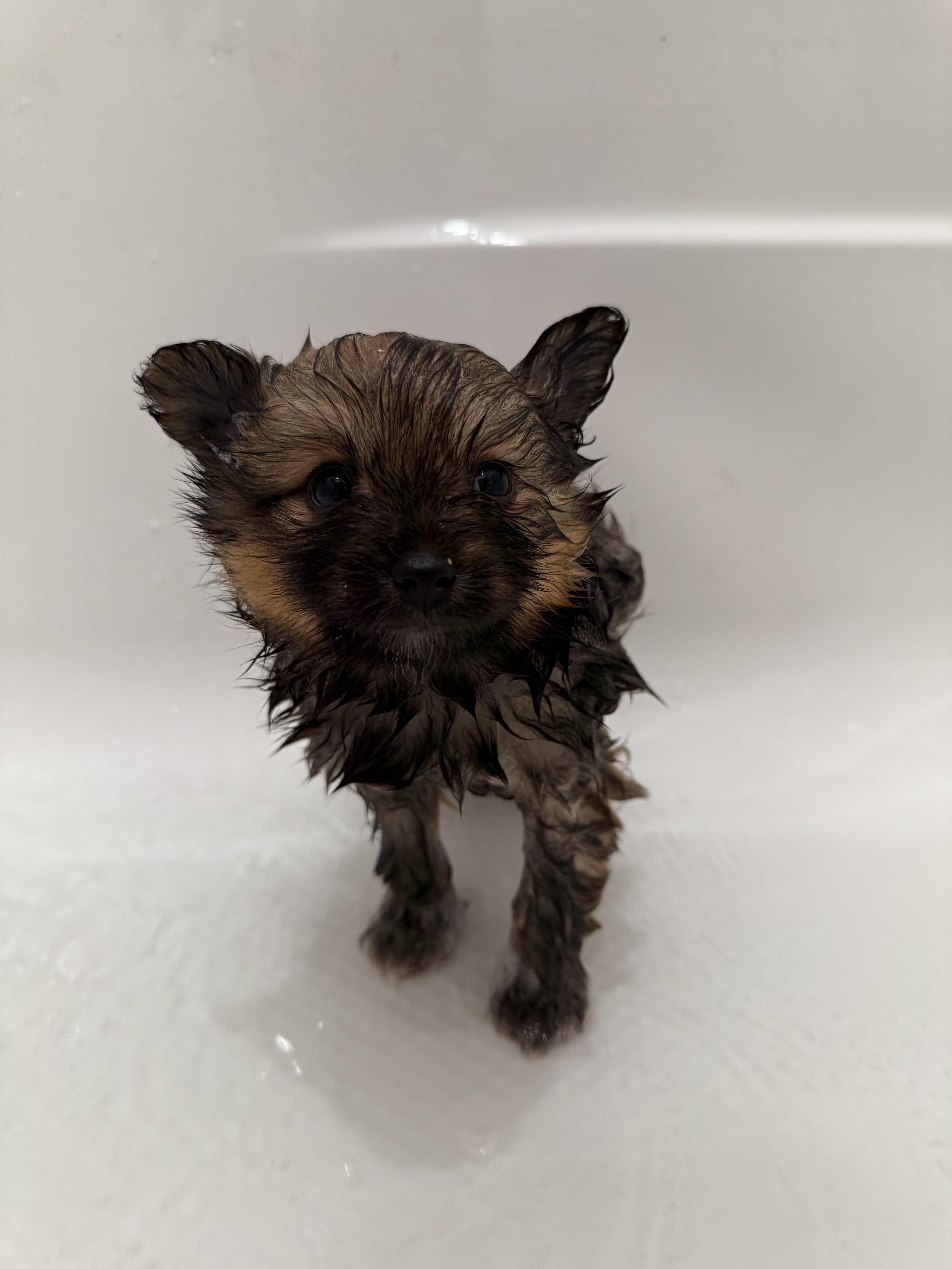 Penelope thumbnail 2