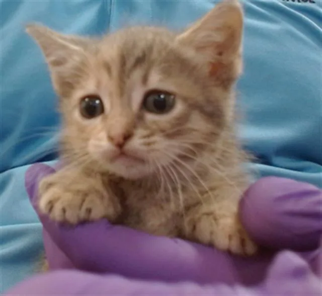 A baby small-sized female Domestic Short Hair cat named Piper for adoption in Miami, FL