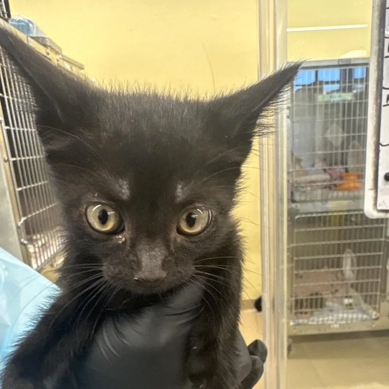 A baby small-sized female Black Domestic Short Hair cat named Jade for adoption in West Palm Beach, FL