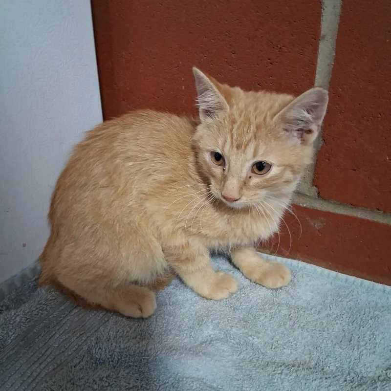 A baby small-sized male Orange / Red Domestic Short Hair cat named Ichabod for adoption in Cabot, AR
