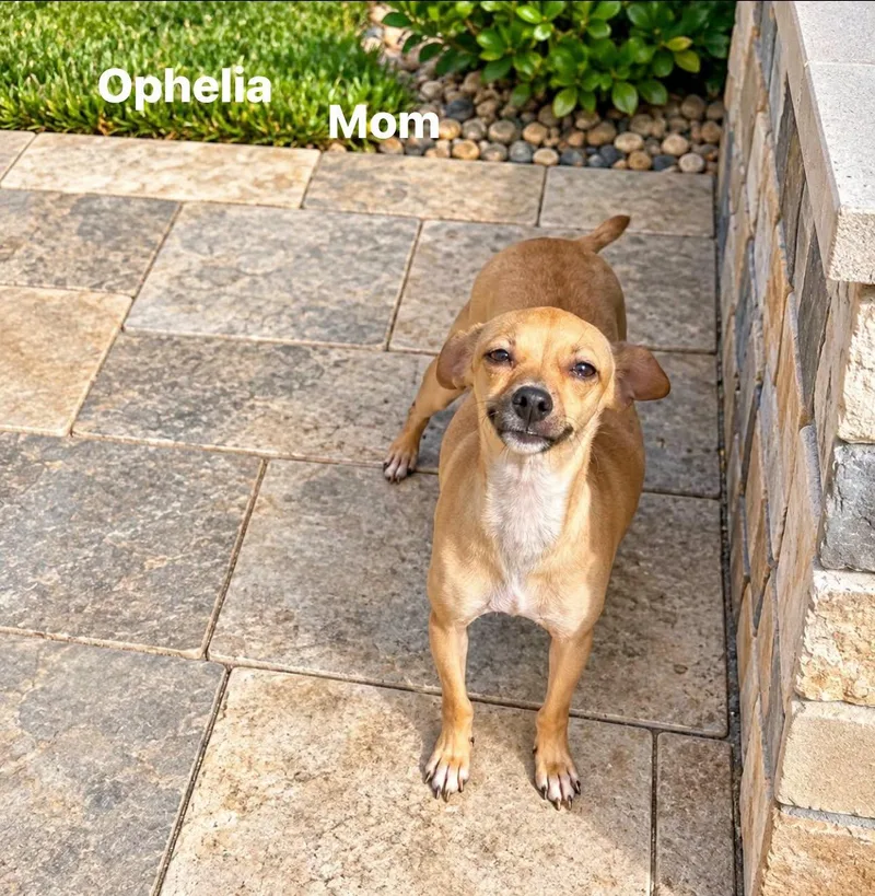 An adult small-sized female Chihuahua dog named Ophelia for adoption in Winter haven, FL