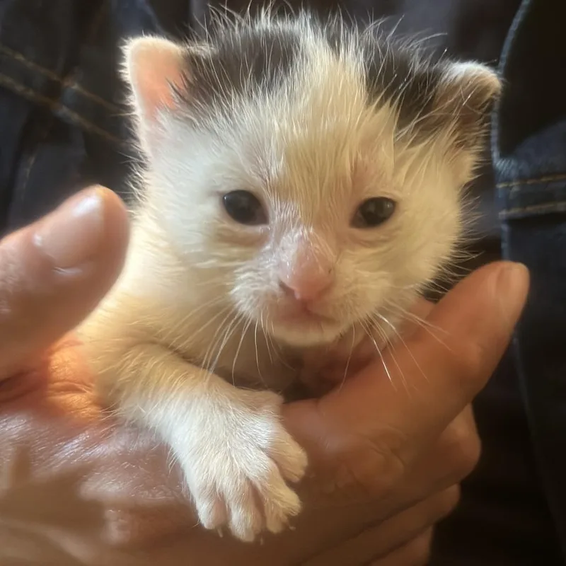 A baby small-sized male White Domestic Short Hair cat named Mash for adoption in Brooklyn, NY