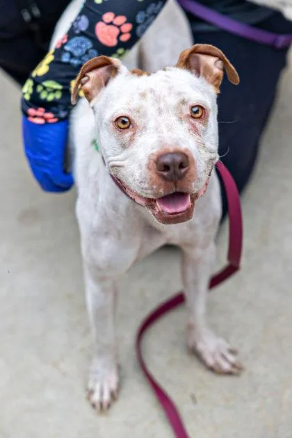 An adult medium-sized female Mixed Breed dog named Esme for adoption in Chamblee, GA