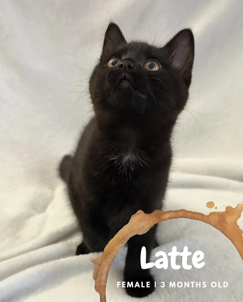 A baby medium-sized female Black Domestic Short Hair cat named Latte for adoption in McDonald, PA