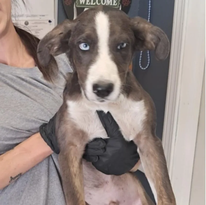 A baby medium-sized male White / Cream Cattle Dog dog named Jupiter for adoption in Hollister, MO