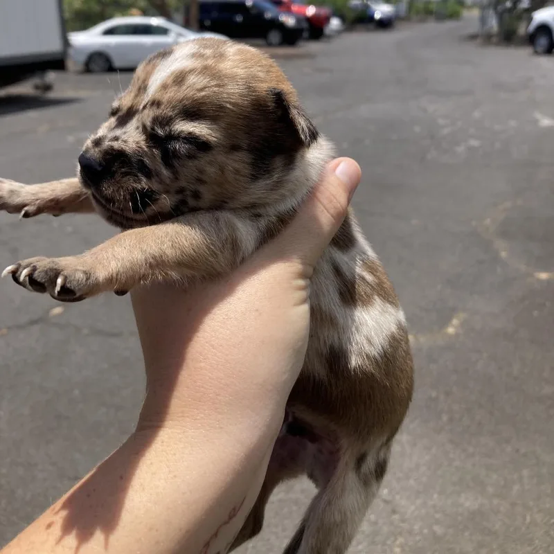A baby small-sized male Yellow / Tan / Blond / Fawn Mixed Breed dog named Coha for adoption in Volcano, HI