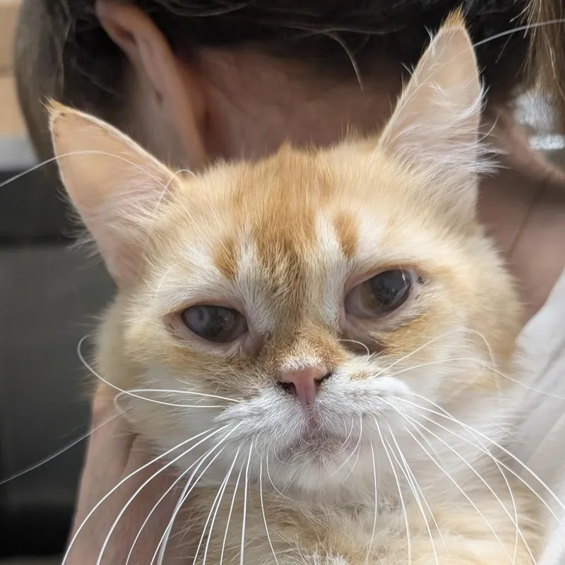 An adult medium-sized male Orange / Red Scottish Fold cat named Duncan for adoption in Calverton, NY
