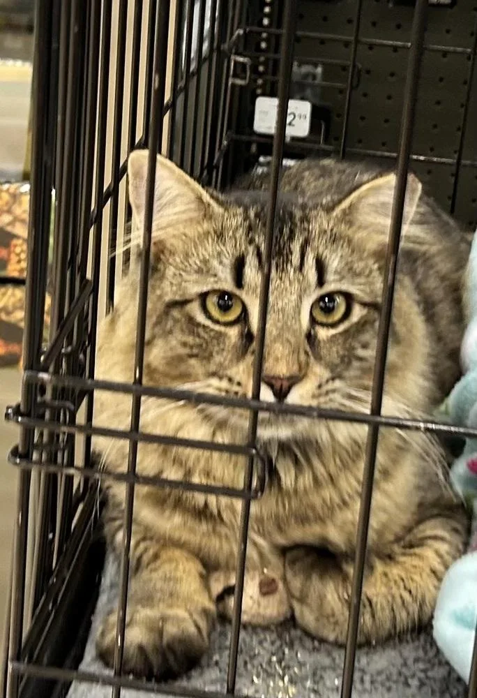 An adult large-sized male Brown / Chocolate Domestic Medium Hair cat named Nathan "Nate" for adoption in Mooresville, NC
