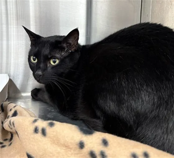 An adult small-sized male Domestic Short Hair cat named Jiji for adoption in Indianapolis, IN