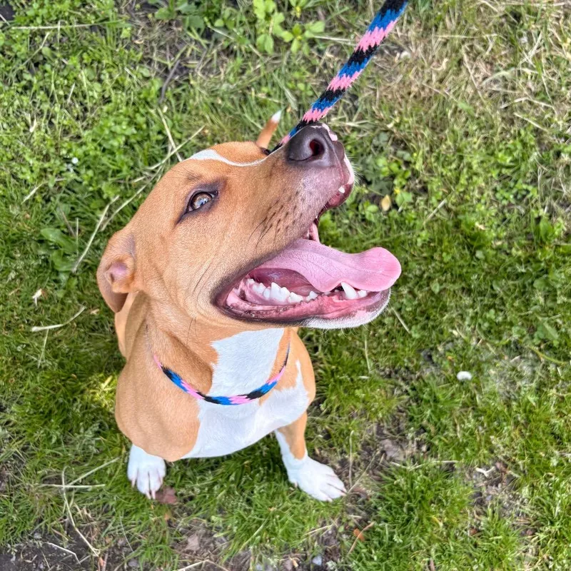 A young medium-sized male Yellow / Tan / Blond / Fawn Mixed Breed dog named Scarface for adoption in Birdsboro, PA