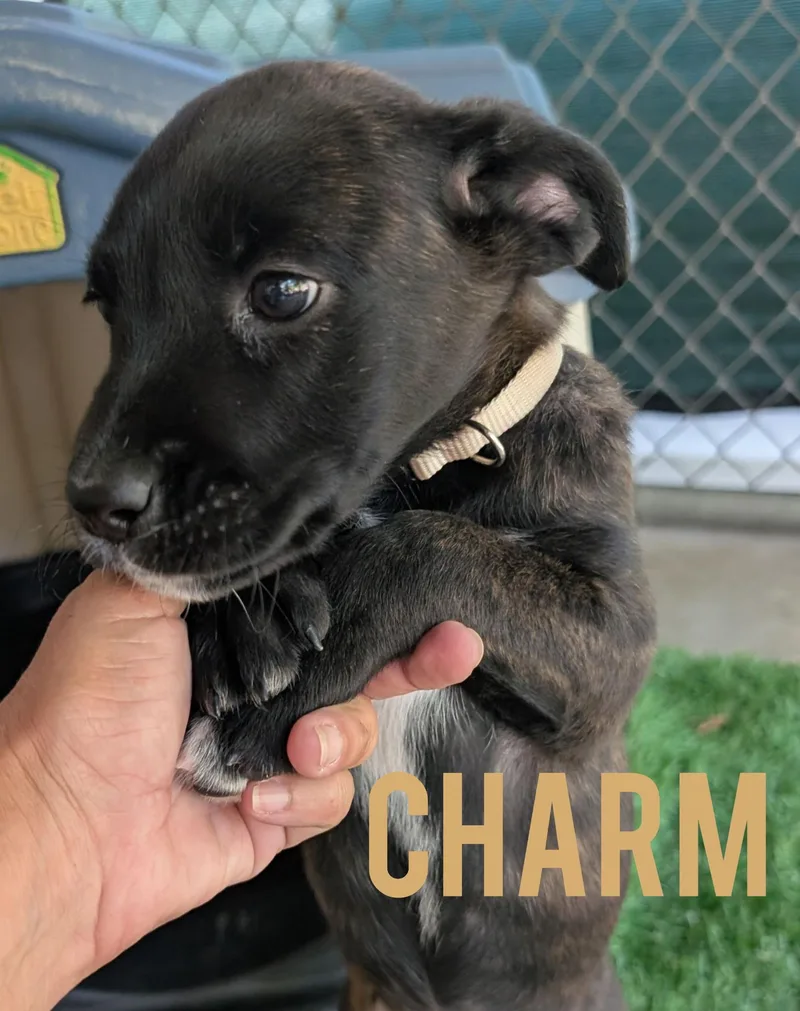 Charm