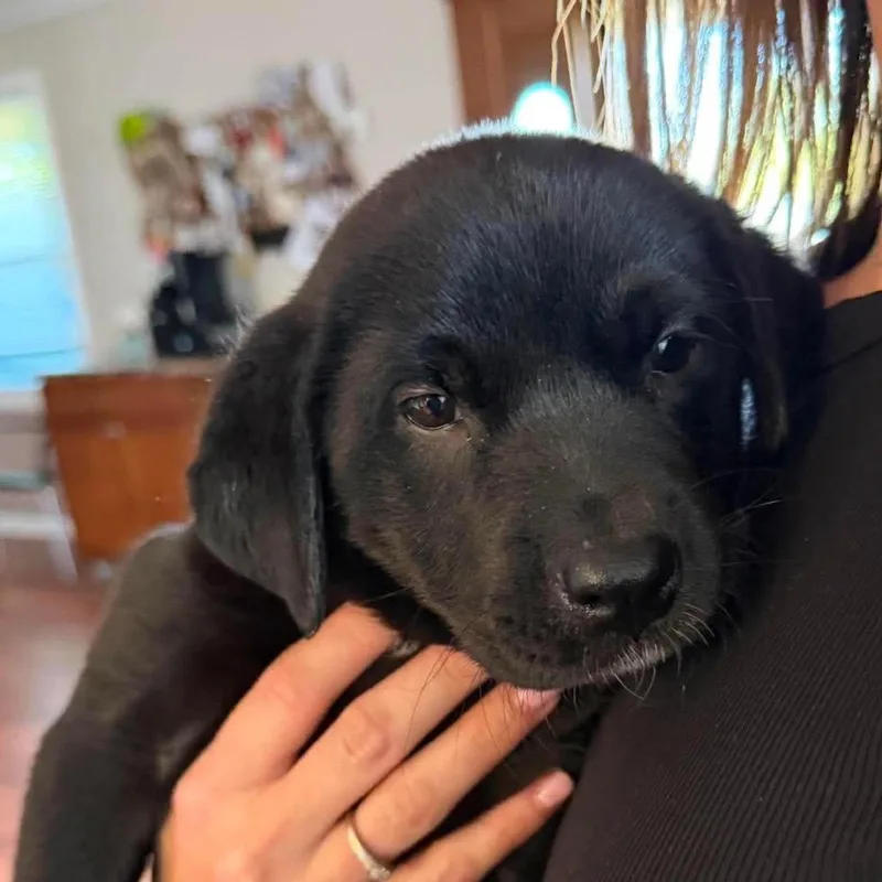 A baby large-sized female Black Labrador Retriever dog named Maeve for adoption in Edwards, IL