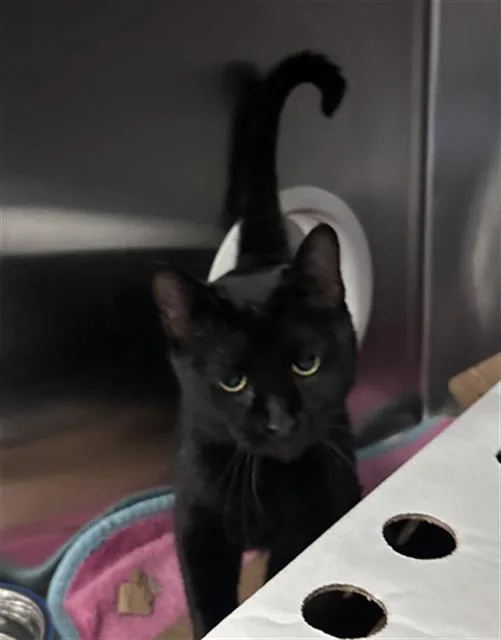An adult medium-sized male Domestic Short Hair cat named Klaus for adoption in Dallas, TX