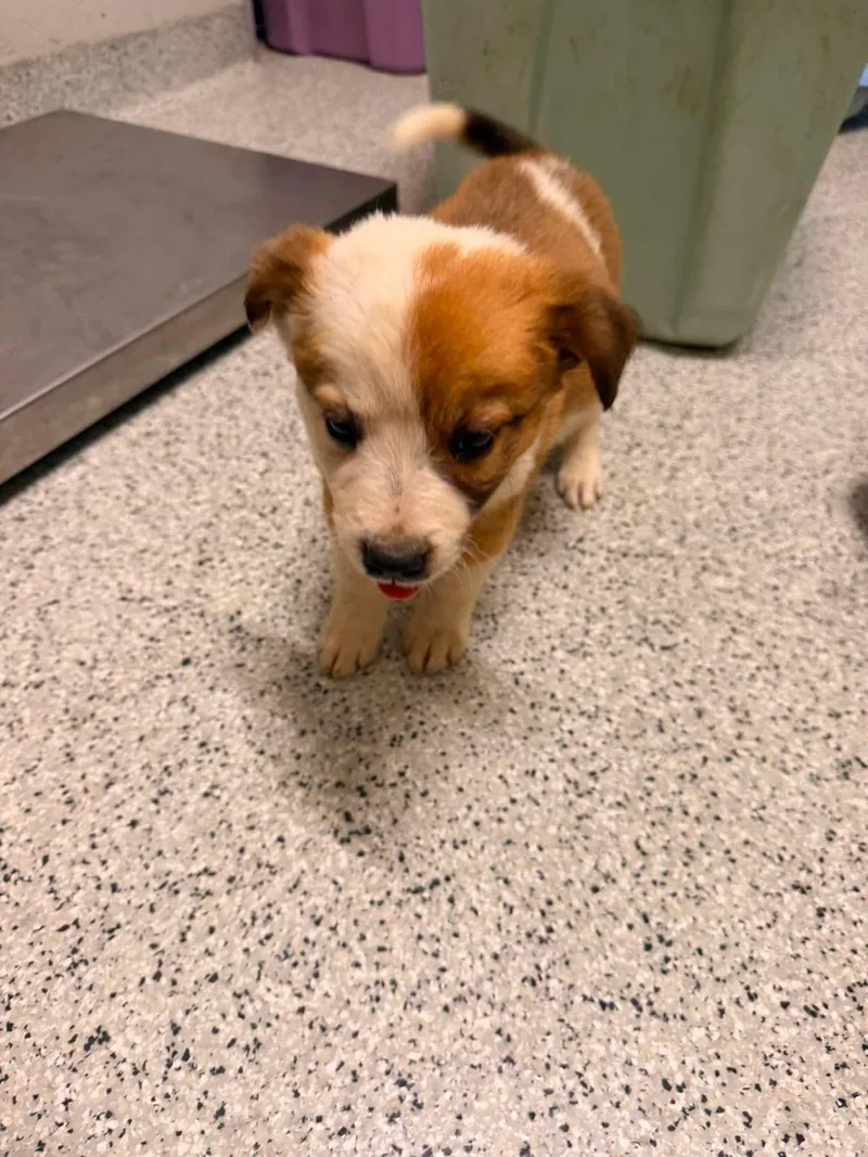 A baby medium-sized female Jack Russell Terrier dog named Biscuit for adoption in Holly Springs, NC