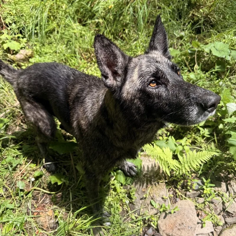 An adult large-sized male German Shepherd Dog dog named Rasputin for adoption in Milford, NY