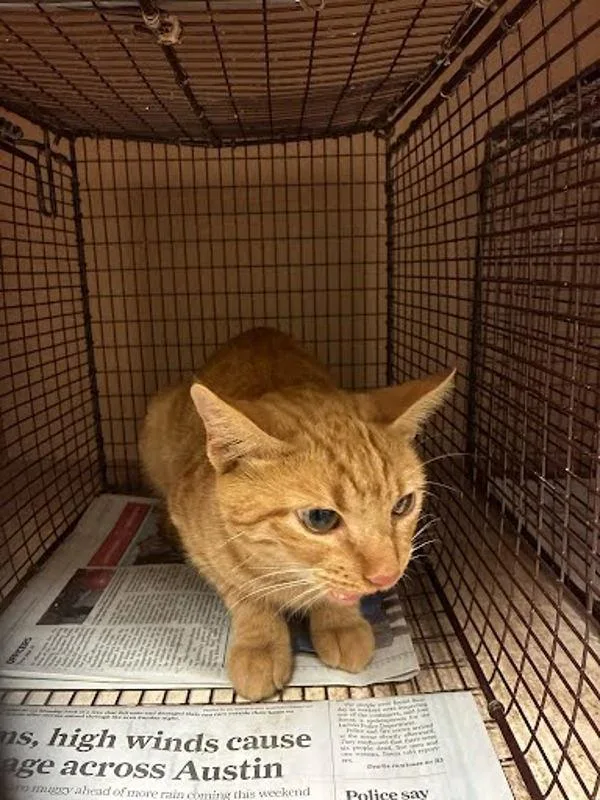 A young small-sized female Domestic Short Hair cat named Cardimom for adoption in Austin, TX