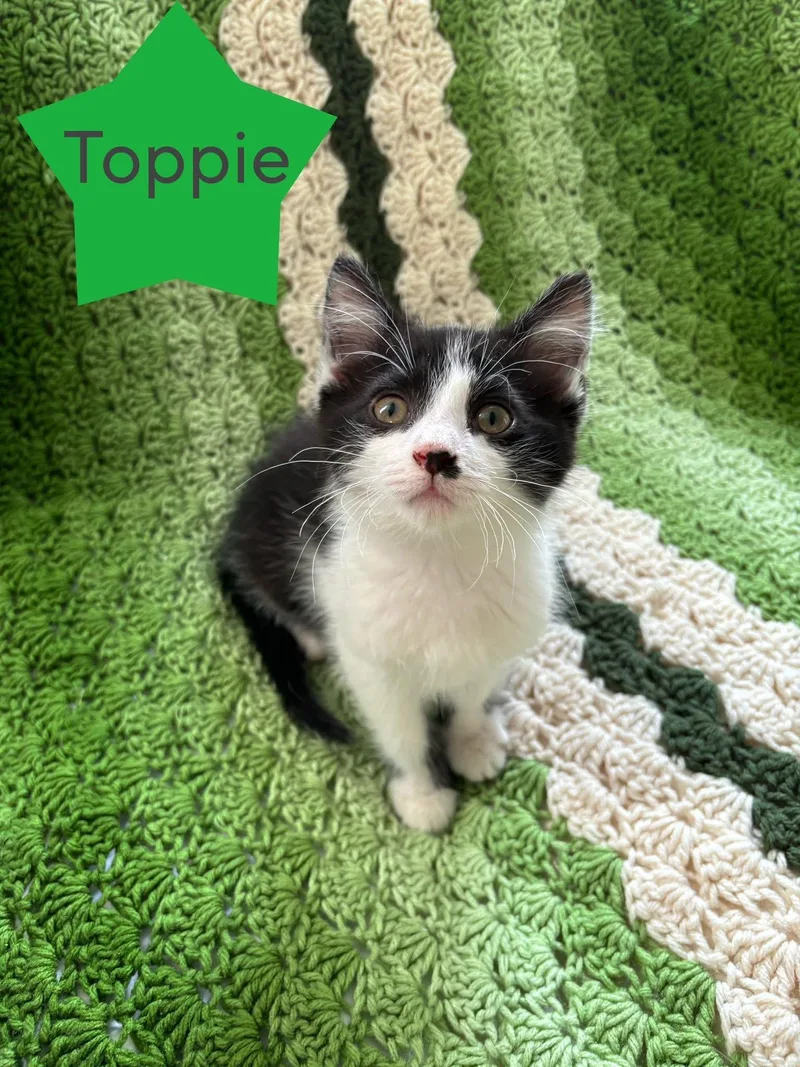 A baby small-sized male Black & White / Tuxedo Domestic Short Hair cat named Toppie for adoption in Hartville, OH
