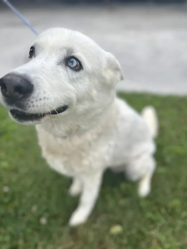 An adult medium-sized female Siberian Husky dog named Butters for adoption in Victorville, CA