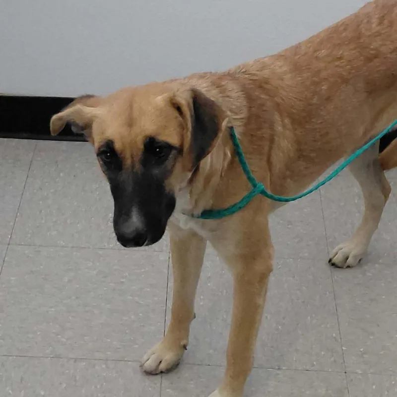 A young medium-sized female Shepherd dog named Jack for adoption in Bastrop, TX