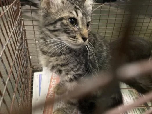 A baby small-sized female Domestic Short Hair cat named Turkey for adoption in Los Angeles, CA