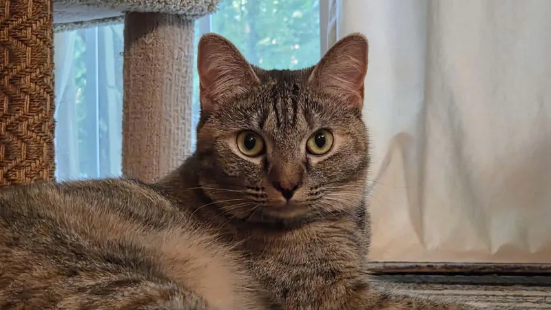 An adult medium-sized female Tabby (Brown / Chocolate) Domestic Short Hair cat named Satin for adoption in Burlington, NC