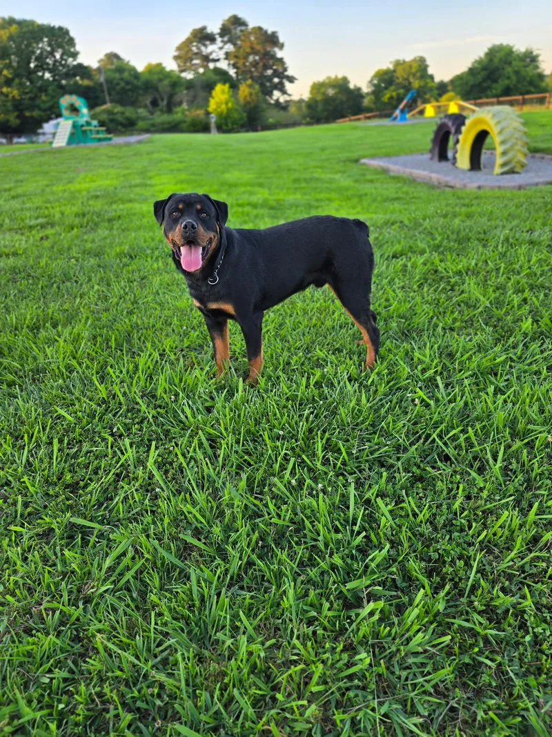 A young large-sized male Rottweiler dog named Diesel for adoption in Cullman, AL