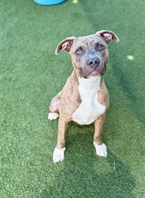 A young large-sized male Mixed Breed dog named Carlito for adoption in Dallas, TX