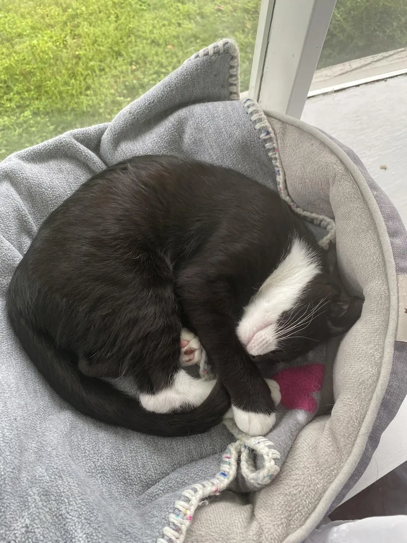 A baby medium-sized female Black & White / Tuxedo Domestic Short Hair cat named Raven for adoption in Catasauqua, PA