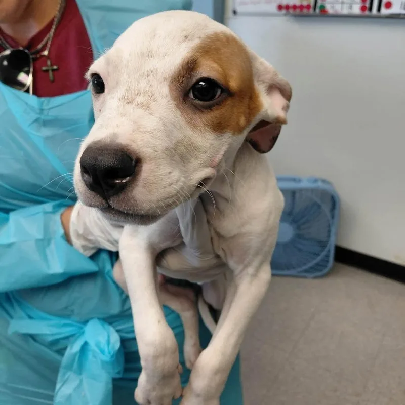 A baby small-sized male White / Cream Mixed Breed dog named Pumpkin Patches for adoption in Austin, TX