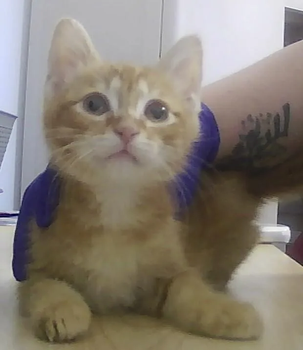 A baby small-sized male Orange & White Domestic Short Hair cat named Colby Jack for adoption in Anoka, MN