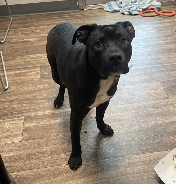 A young medium-sized female American Bully dog named Darla for adoption in San Diego, CA