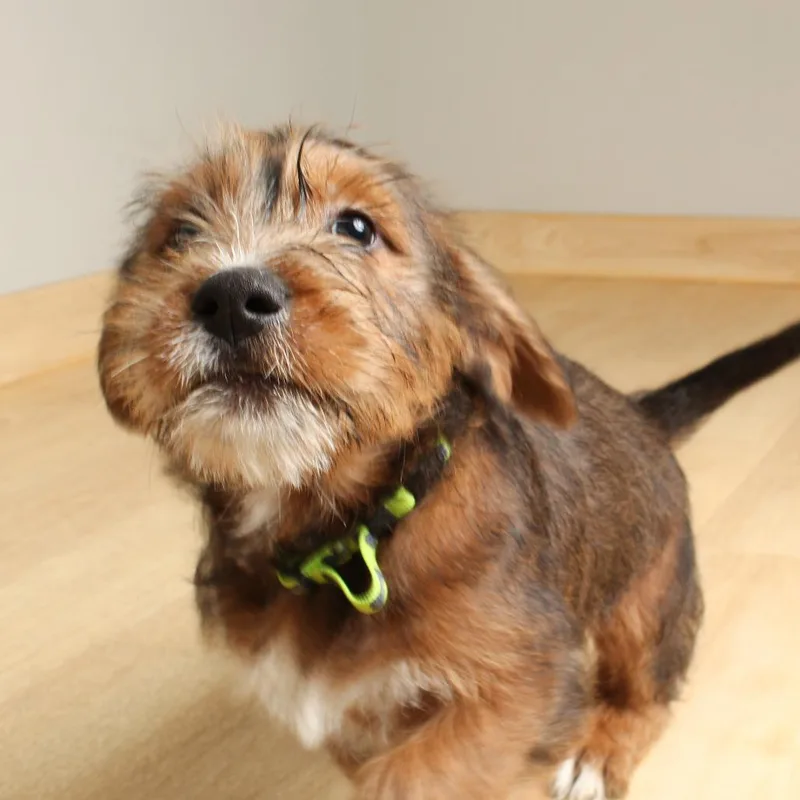 A baby medium-sized male Brown / Chocolate American Staffordshire Terrier dog named Winston D for adoption in Minnetonka, MN