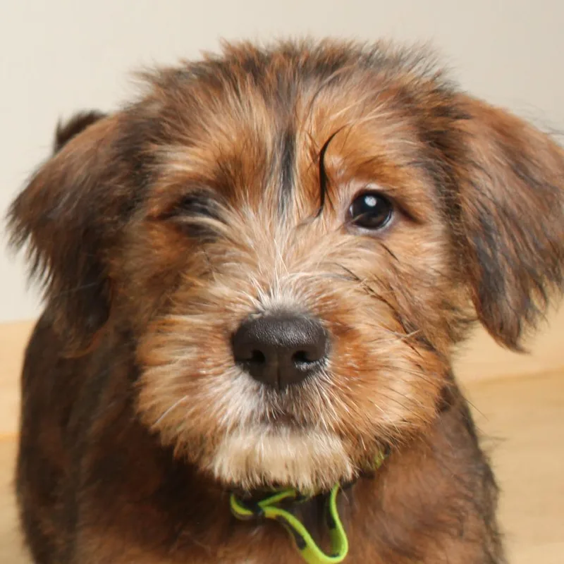 Winston D thumbnail 2