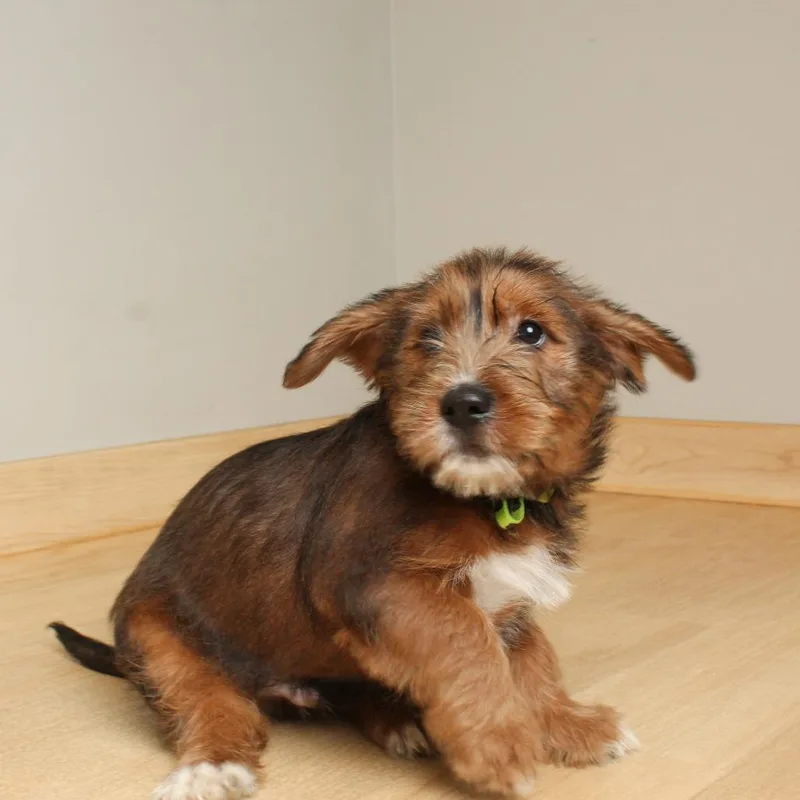 Winston D thumbnail 3