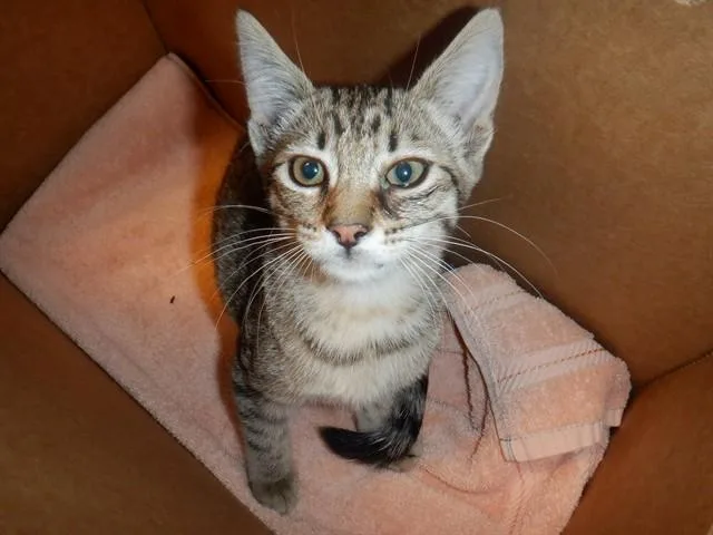 A baby small-sized female Domestic Short Hair cat named Tigress for adoption in San Jose, CA