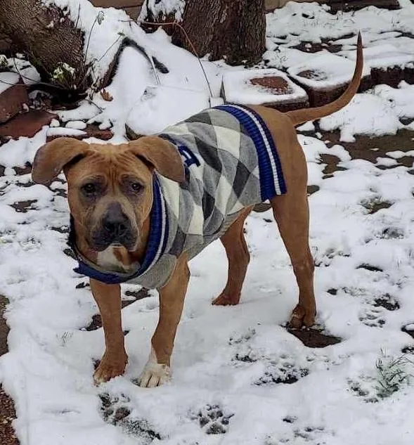 An adult medium-sized male American Staffordshire Terrier dog named Jax for adoption in Tomball, TX