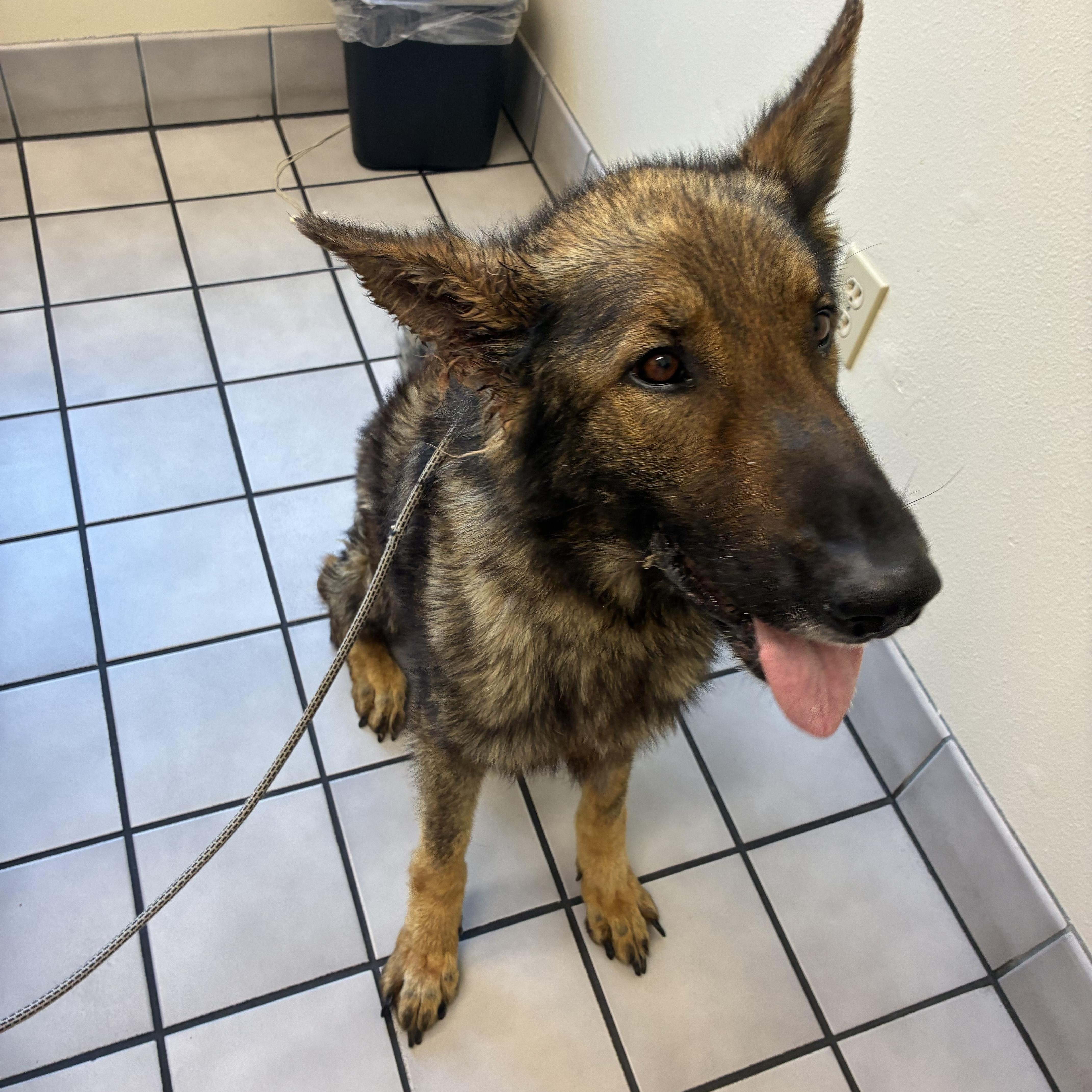 An adult large-sized male Sable German Shepherd Dog dog named Remi for adoption in Los Osos, CA