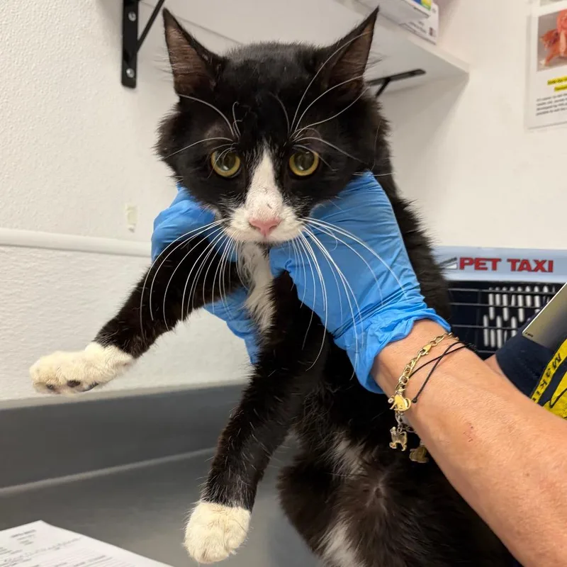 An adult medium-sized male Domestic Short Hair cat named HACCStray for adoption in Henderson, NV
