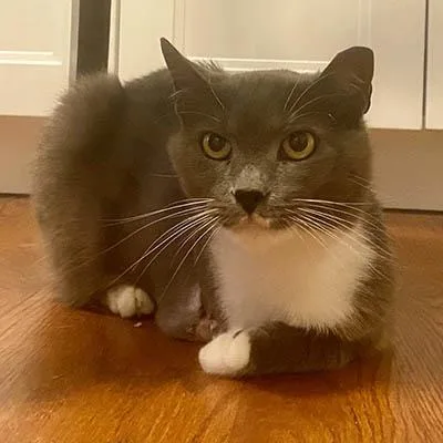 An adult medium-sized male Gray & White Domestic Short Hair cat named Tux for adoption in Lake Wylie, SC