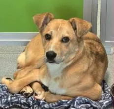 An adult large-sized male Shepherd dog named Leon Kennedy for adoption in Kansas City, MO