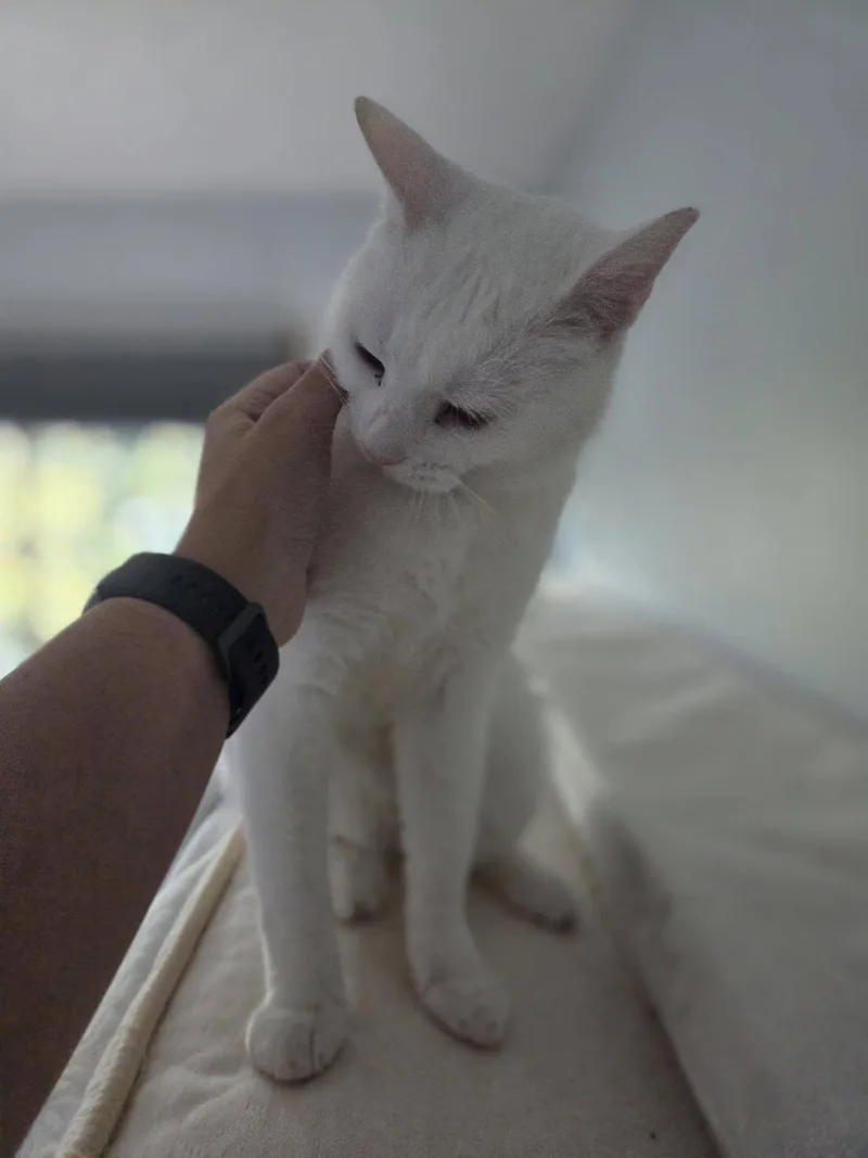 An adult large-sized male Buff & White Domestic Short Hair cat named King Richard for adoption in Rochester, NY