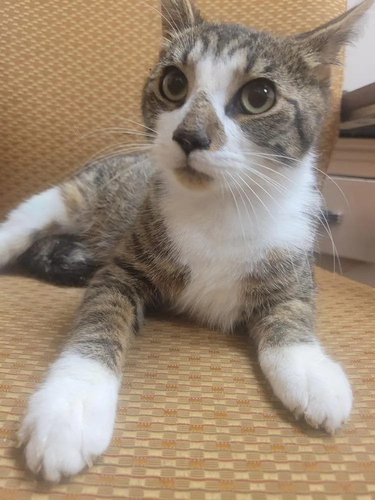 An adult small-sized male Domestic Short Hair cat named Handsome for adoption in Lorain, OH