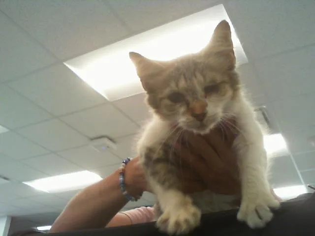A young small-sized female Domestic Medium Hair cat named A for adoption in Charlotte, NC