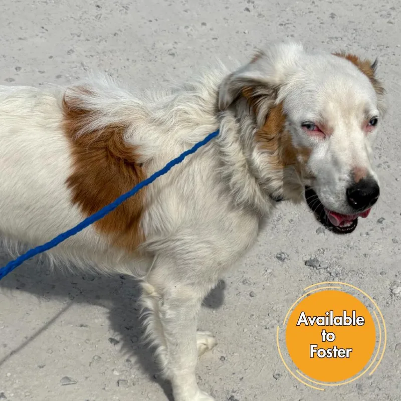 A young large-sized male White / Cream Australian Shepherd dog named Diesel for adoption in Normal, IL